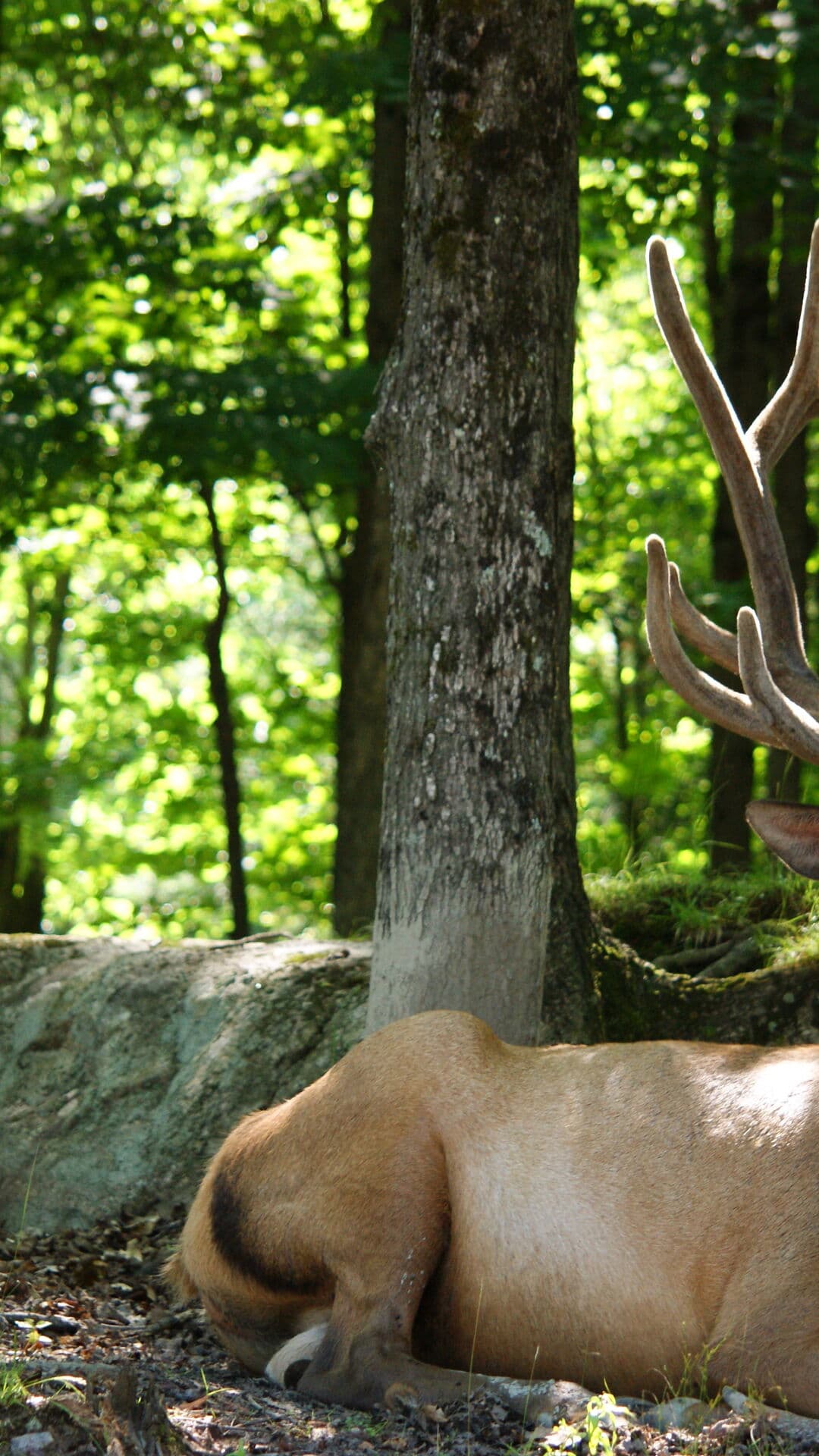 Aesthetic Wallpaper #4129