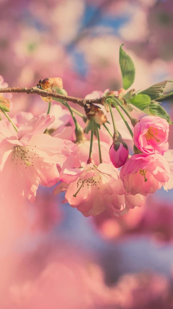 Aesthetic Wallpaper #1790