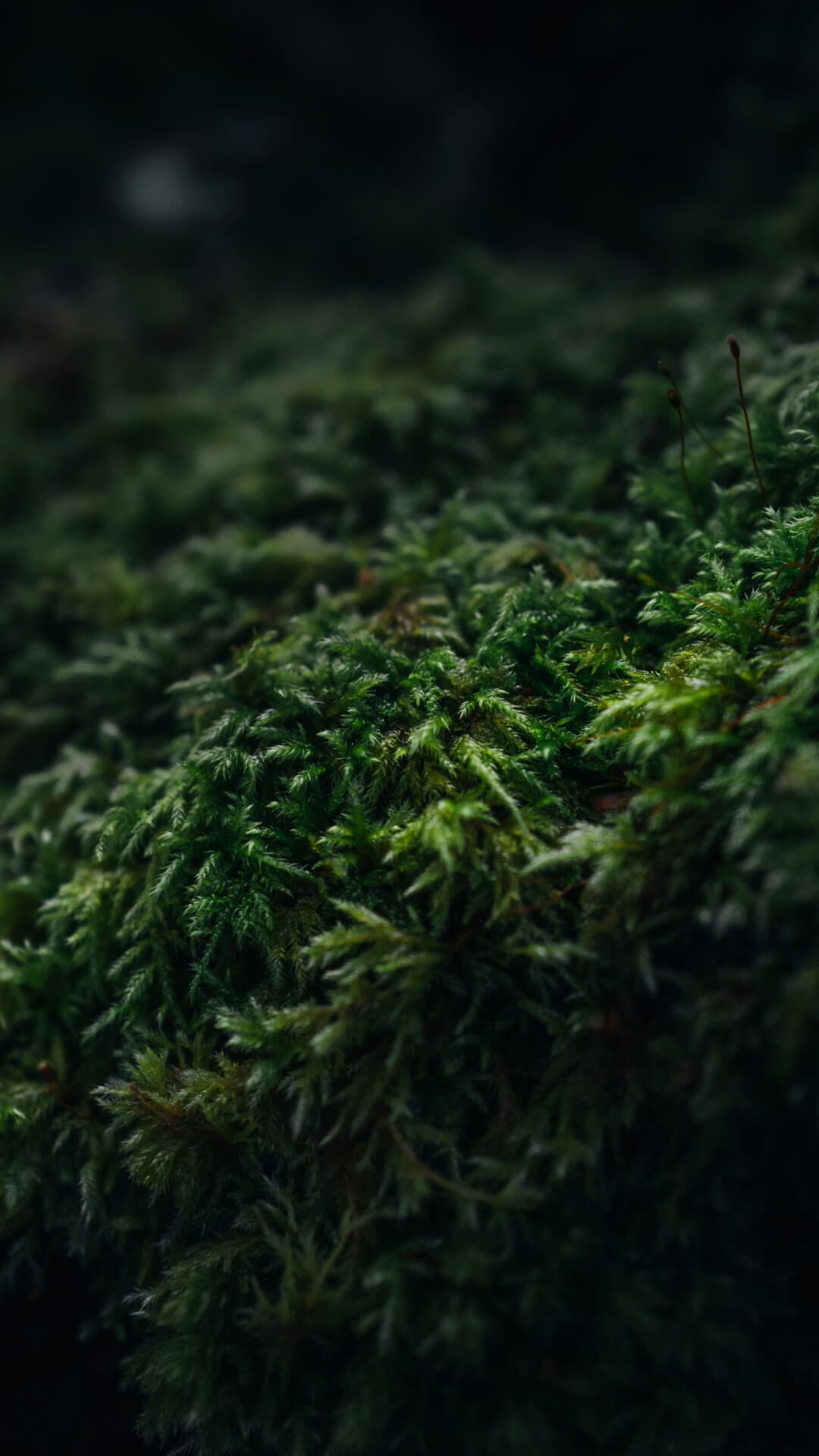 Aesthetic Wallpaper #269