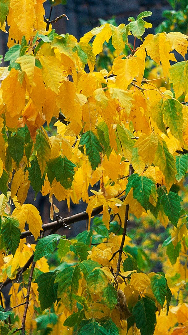 Aesthetic Wallpaper #698