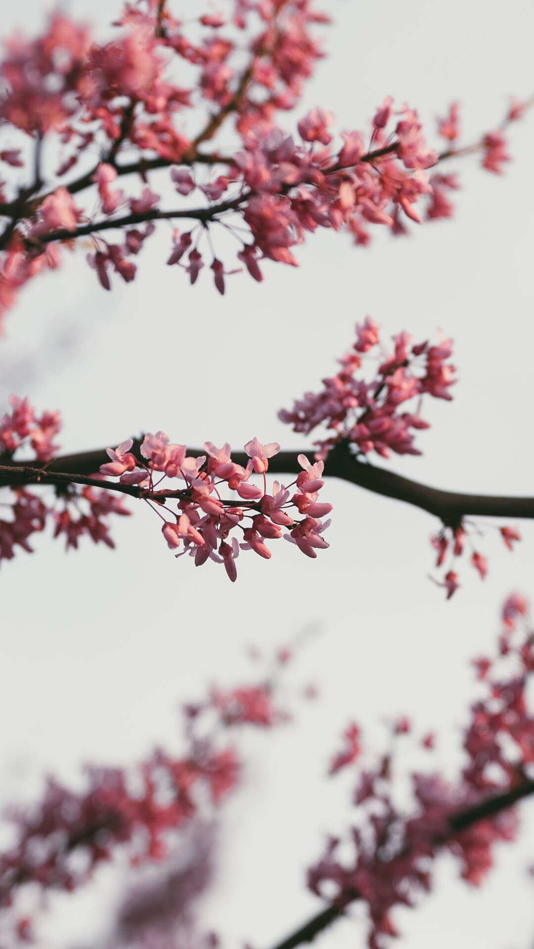 Aesthetic Wallpaper #2695