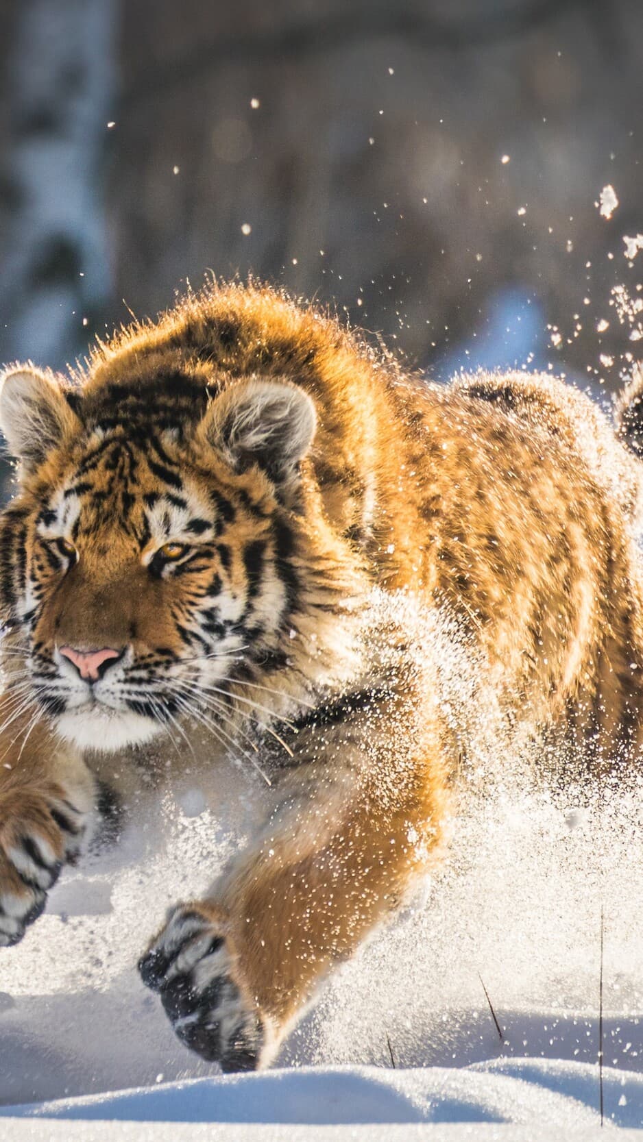 Aesthetic Wallpaper #2306