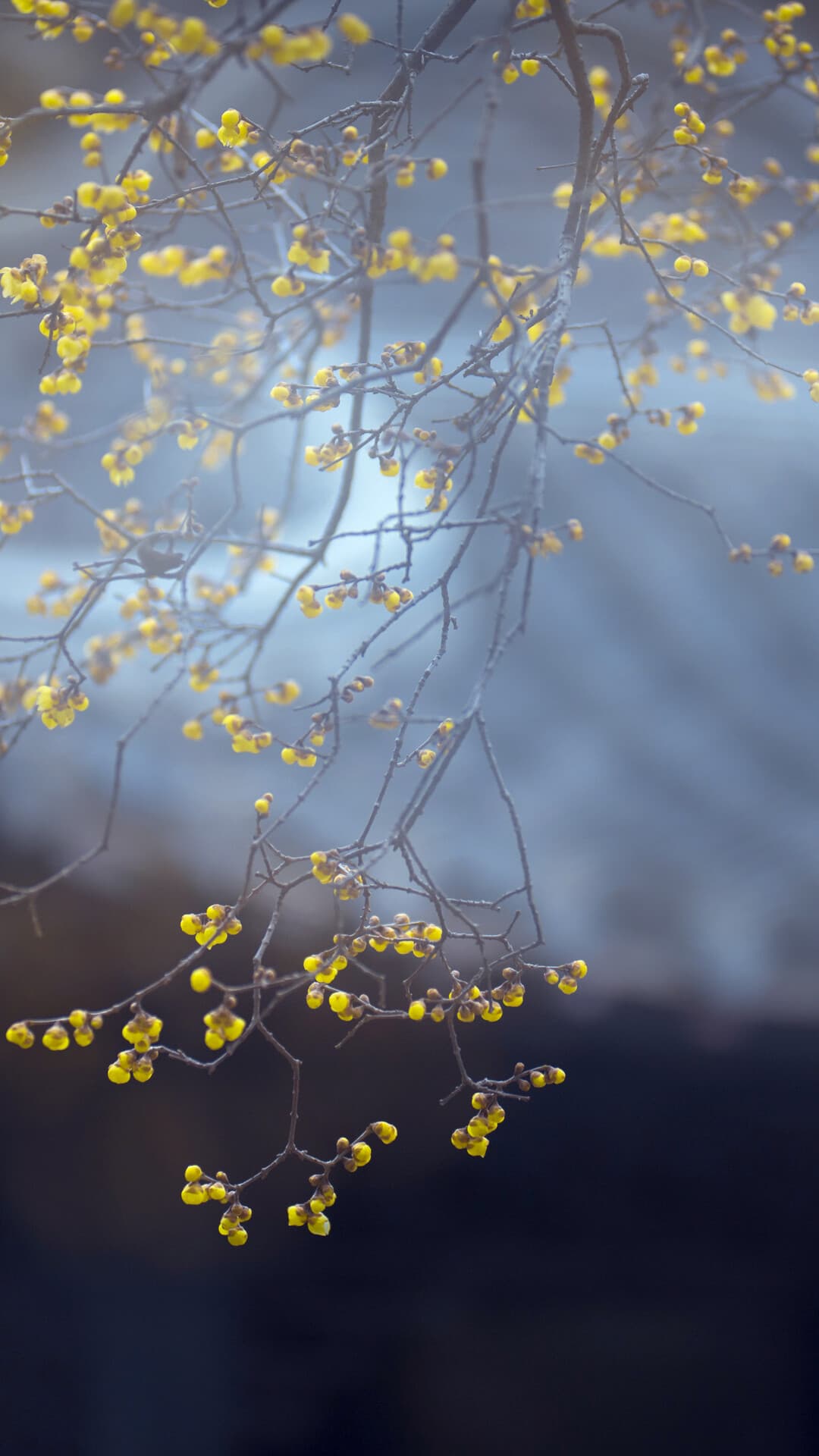 Aesthetic Wallpaper #1565