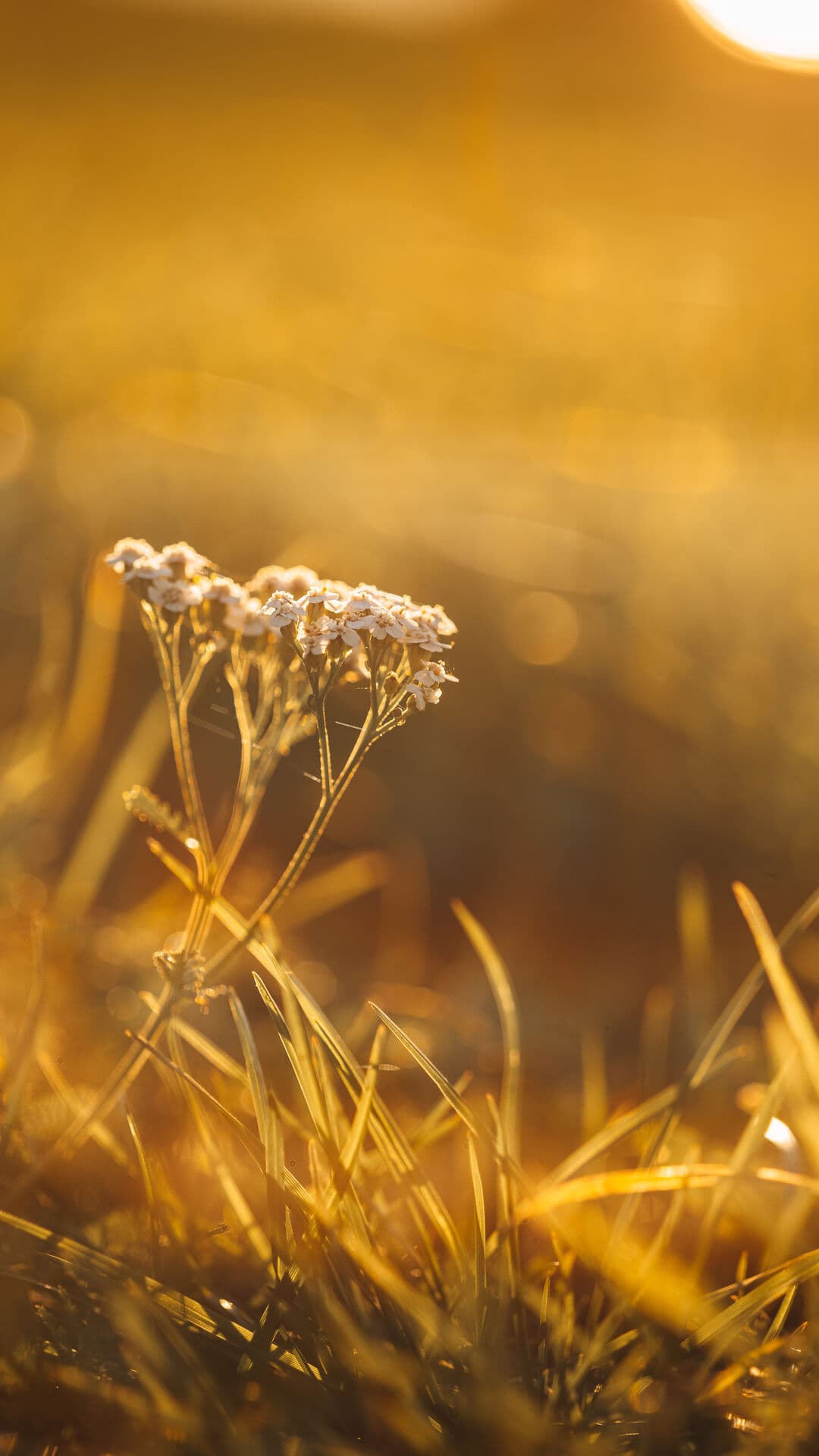 Aesthetic Wallpaper #745