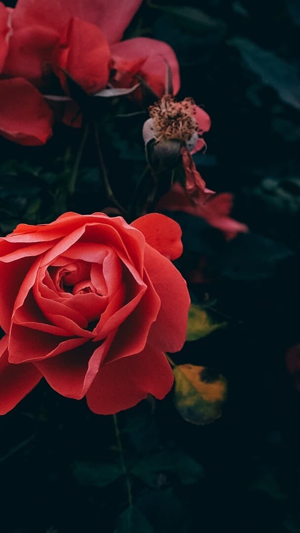 Aesthetic Wallpaper #1256