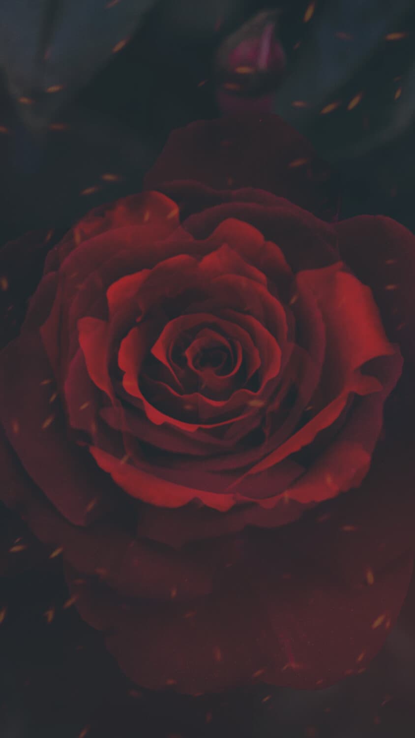 Aesthetic Wallpaper #4066 - free HD phone wallpaper for iPhone and Android, 1284x2778