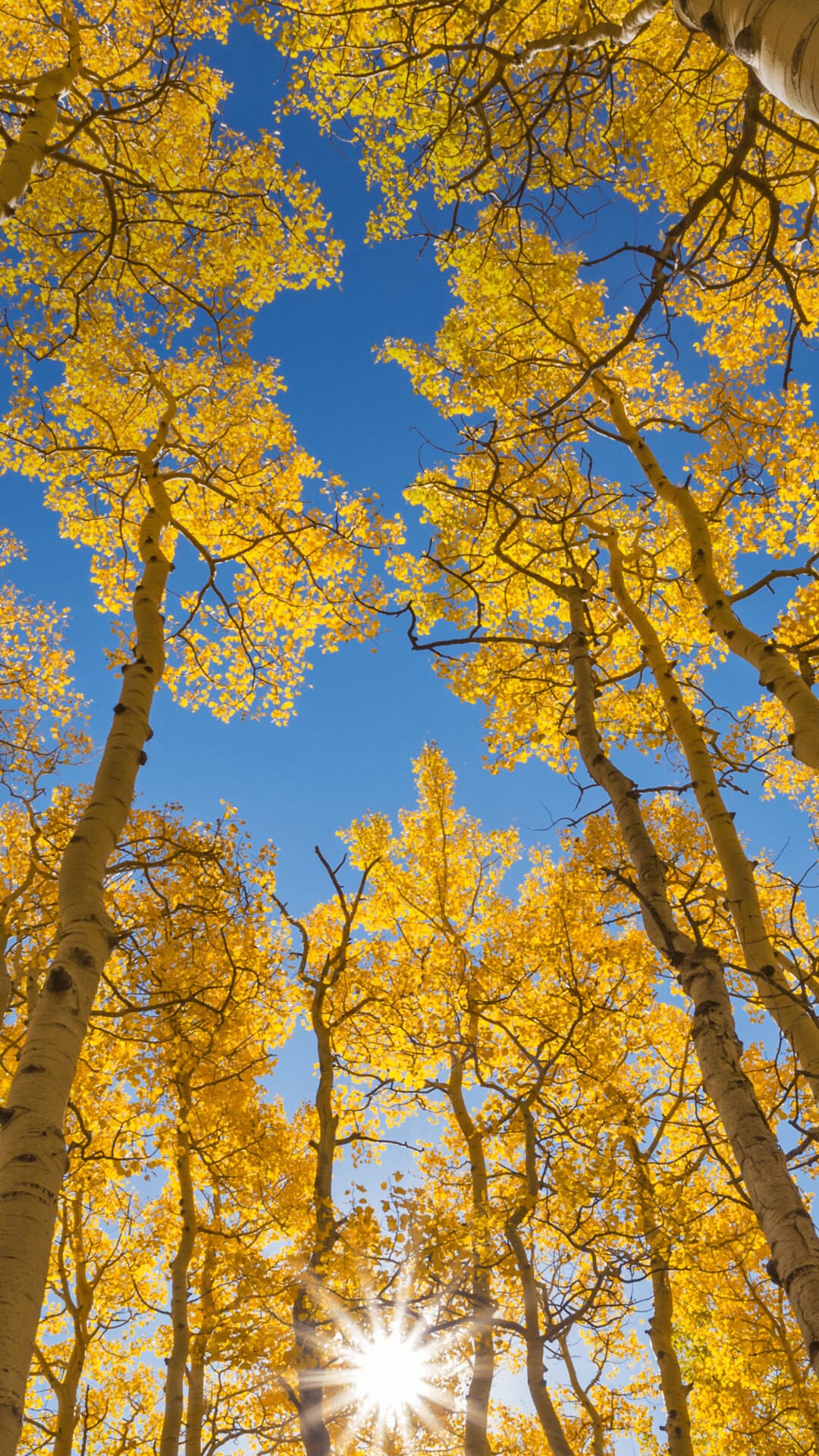 Aesthetic Wallpaper #20