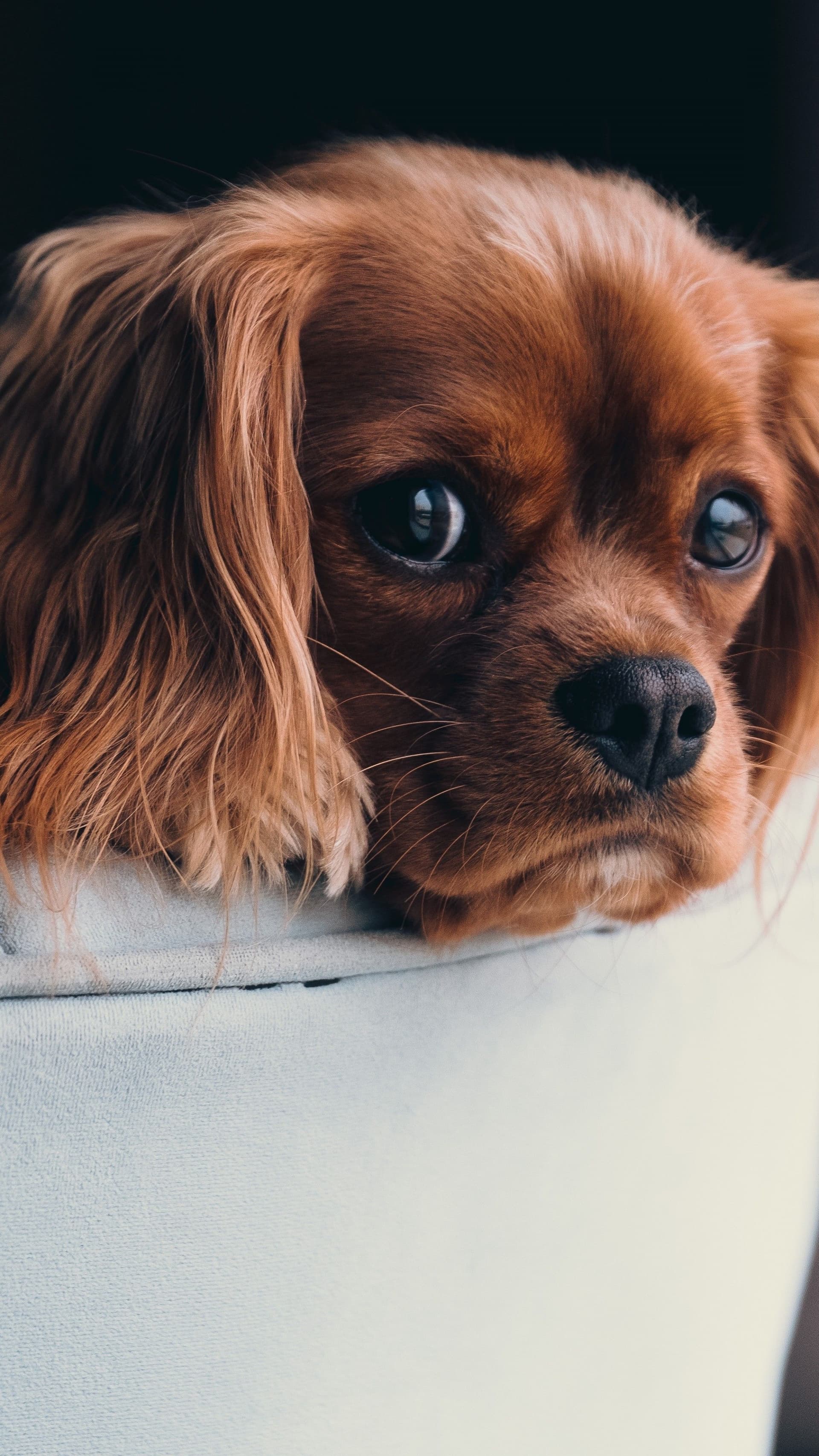 Wp Puppy Phone Wallpapers