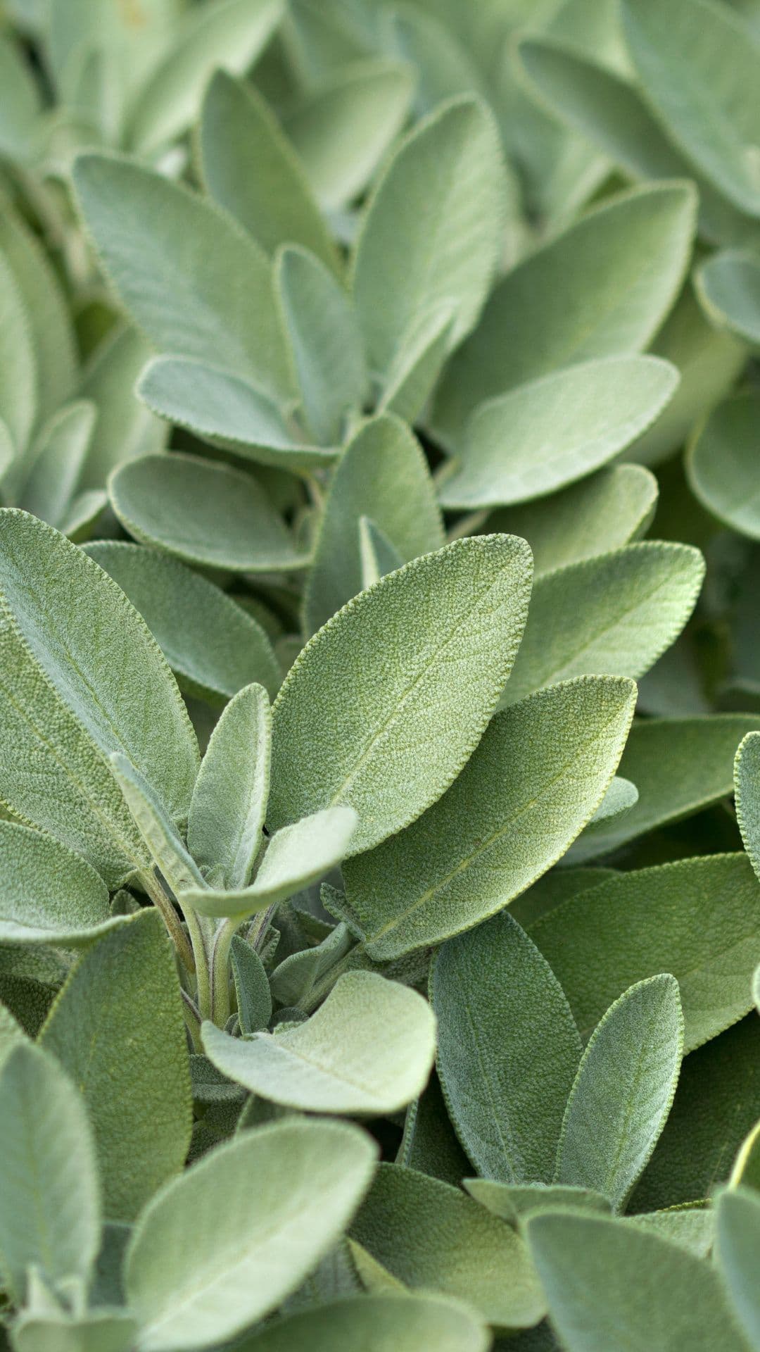Wp Sage Green Aesthetic Wallpapers - free HD phone wallpaper for iPhone and Android, 1284x2778