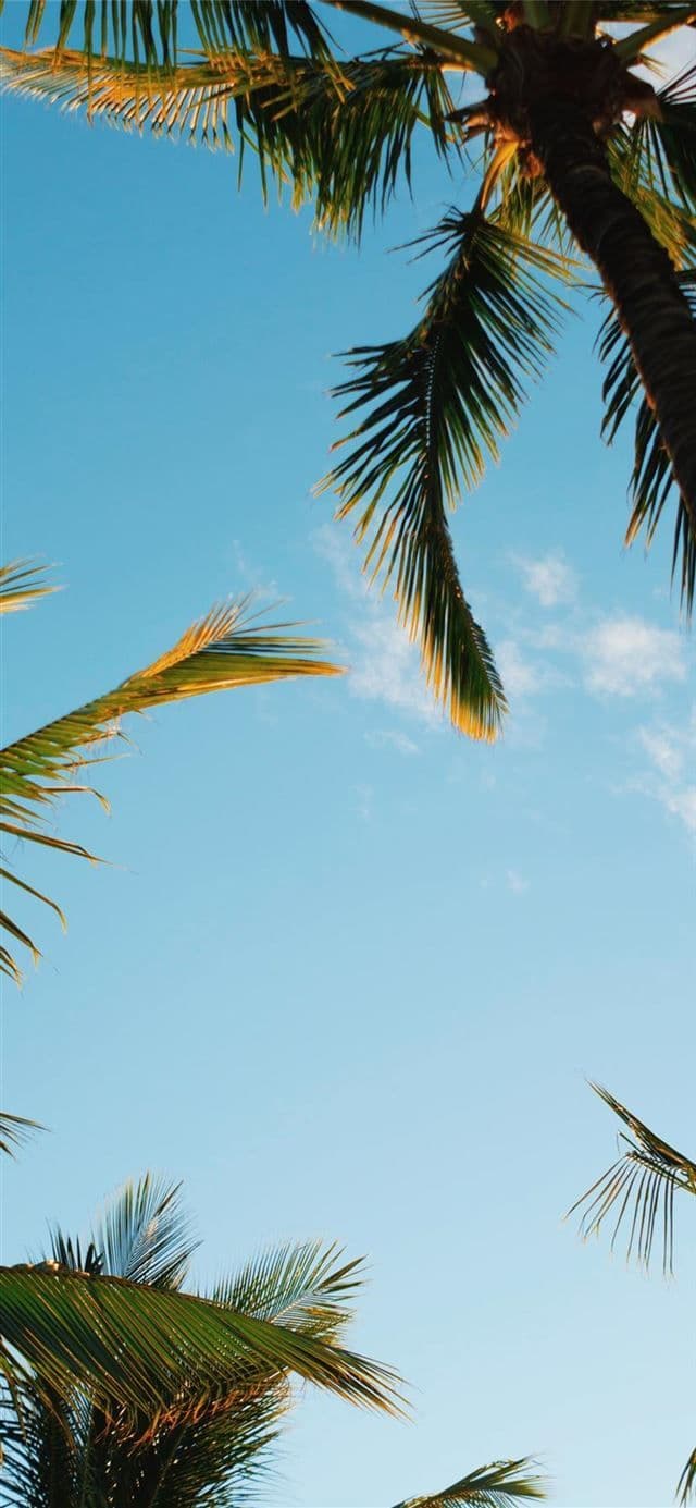 Wp Iphone 11 Summer Wallpapers
