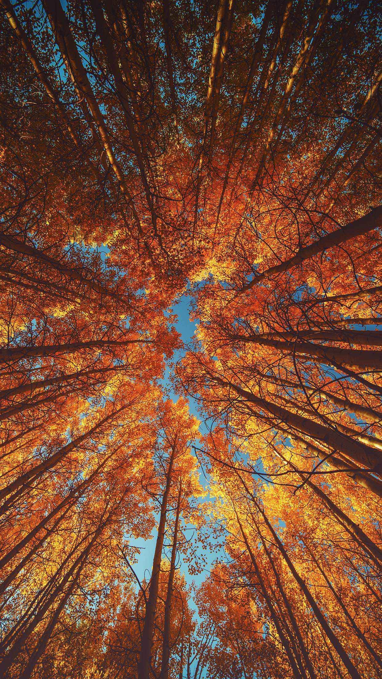 Wp Iphone 12 Pro Max Autumn Wallpapers