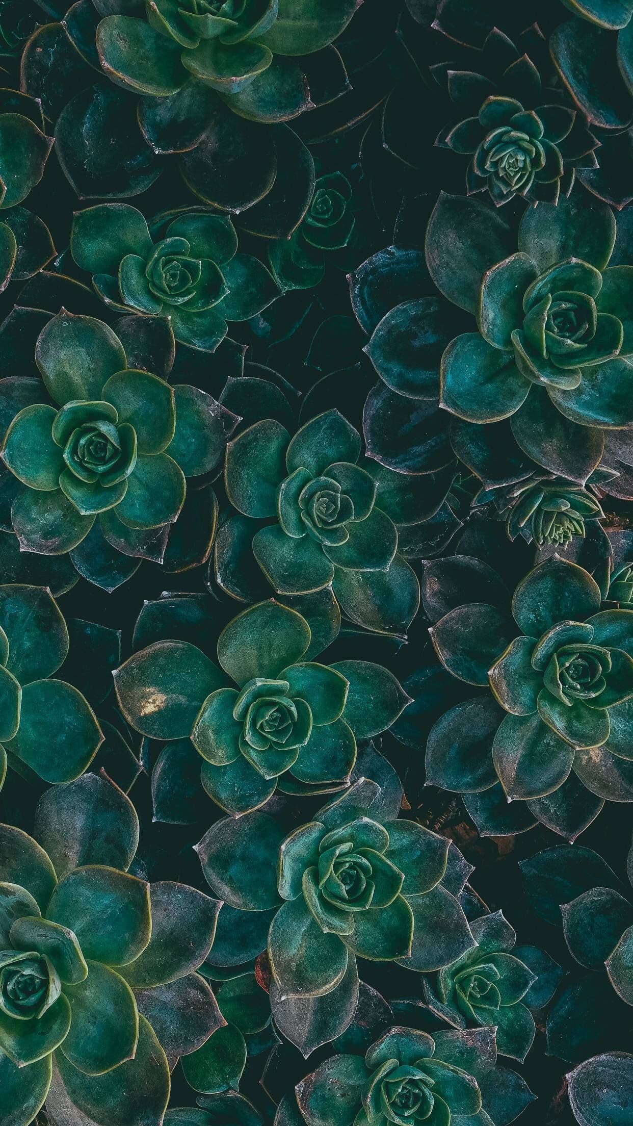 Wallpaper - free HD phone wallpaper for iPhone and Android, 1284x2778