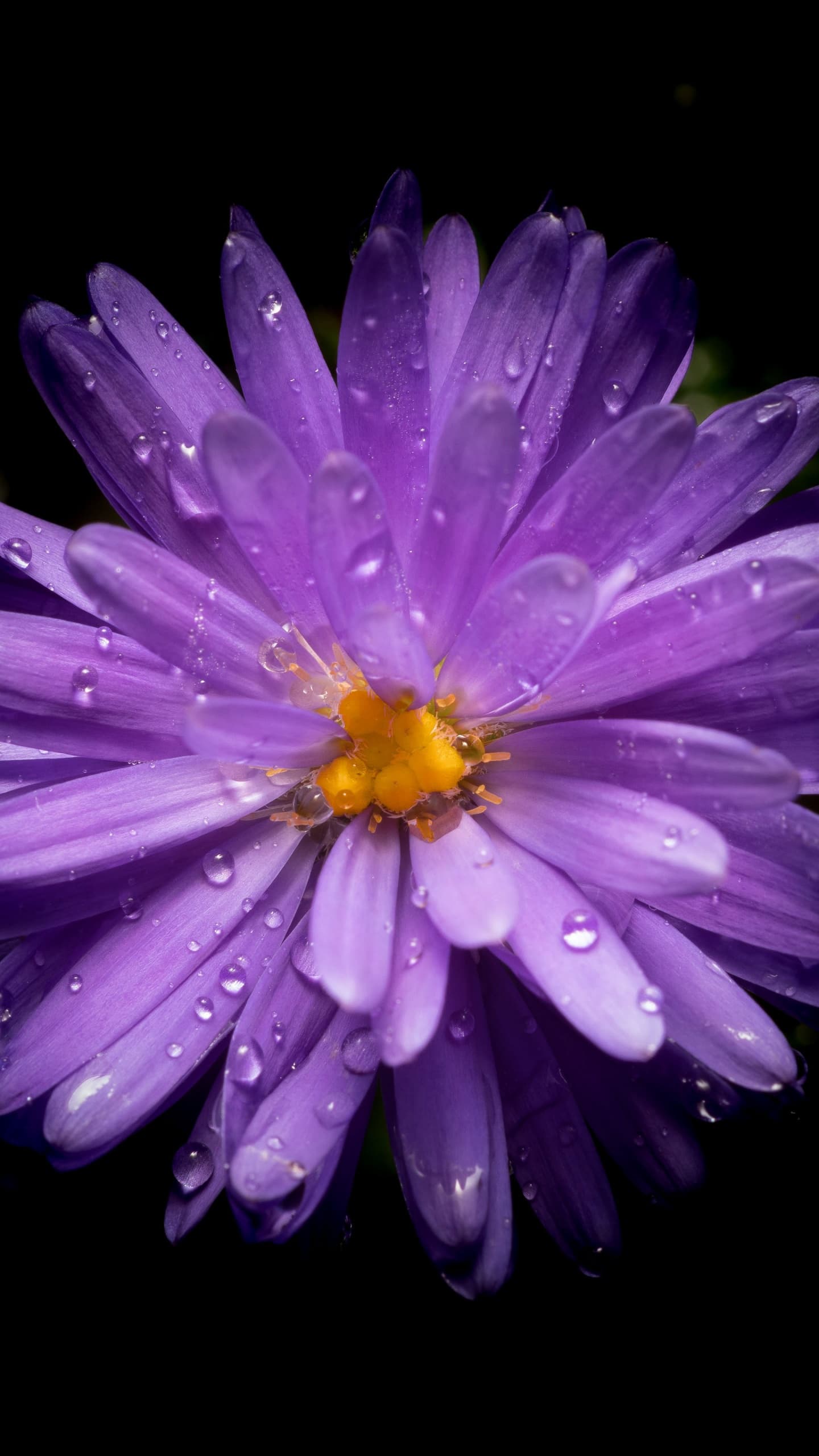 Aster Flower Purple Flower Black Background Amoled 5k x - free HD phone wallpaper for iPhone and Android, 1284x2778