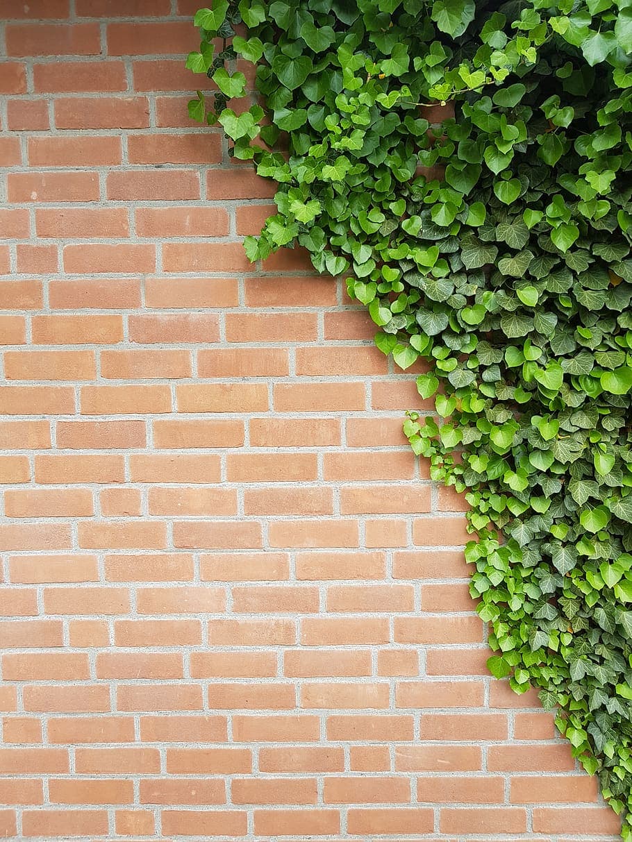 Background Wall Ivy Clinker Bricks Out Hauswand