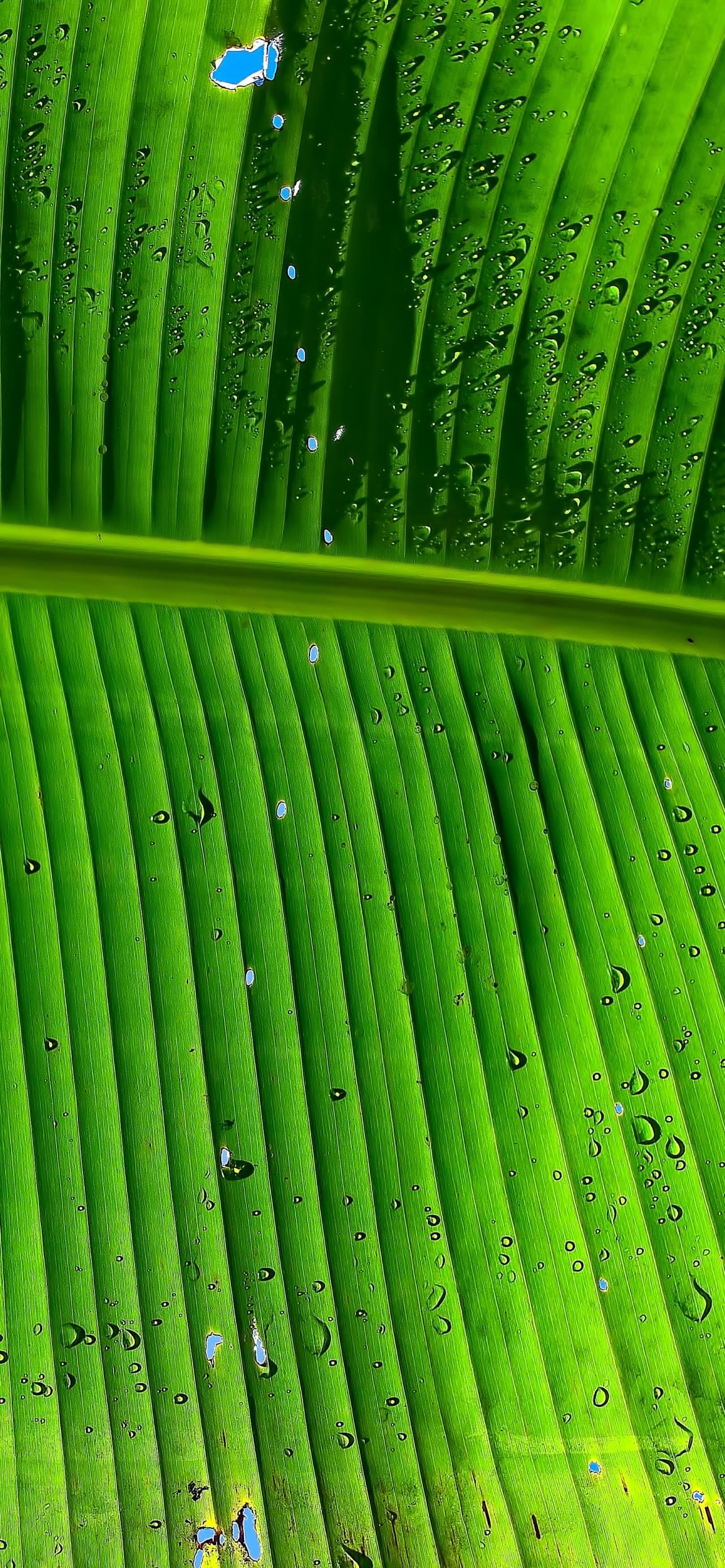 Banana Leaf Green Background Texture Pattern Water Drops x