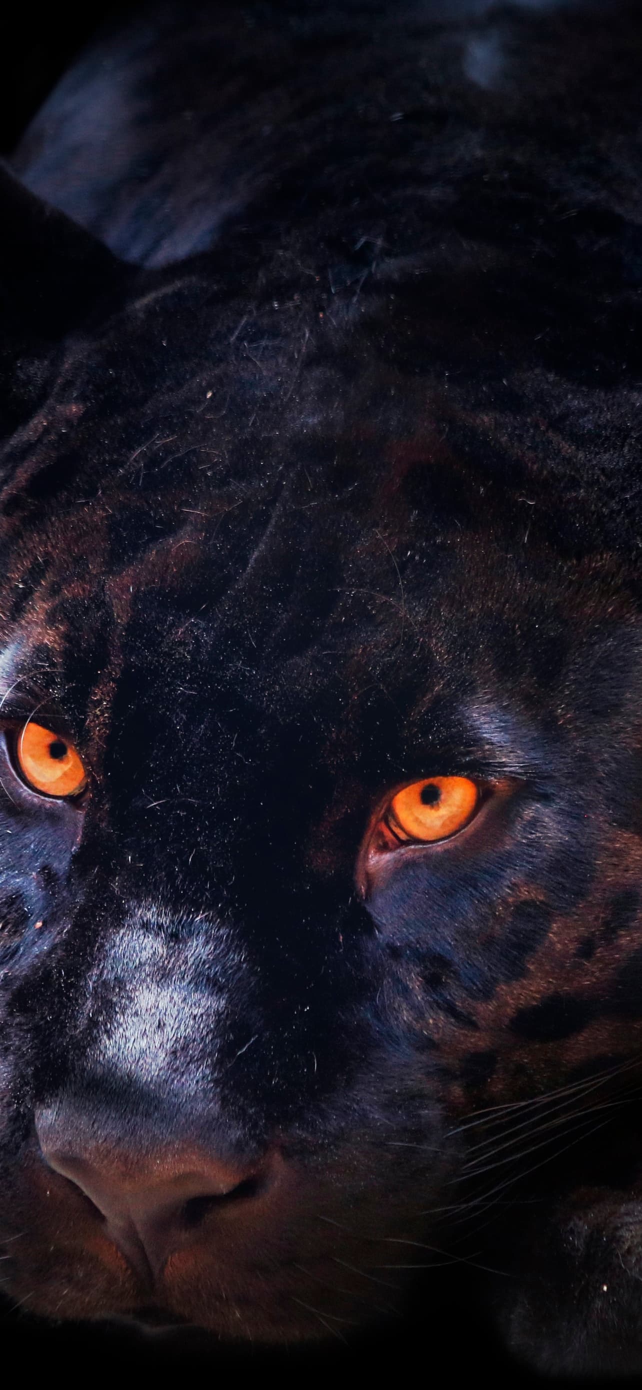 Black Panther Dark Background Wild Cat Scary Feline Big Cat x