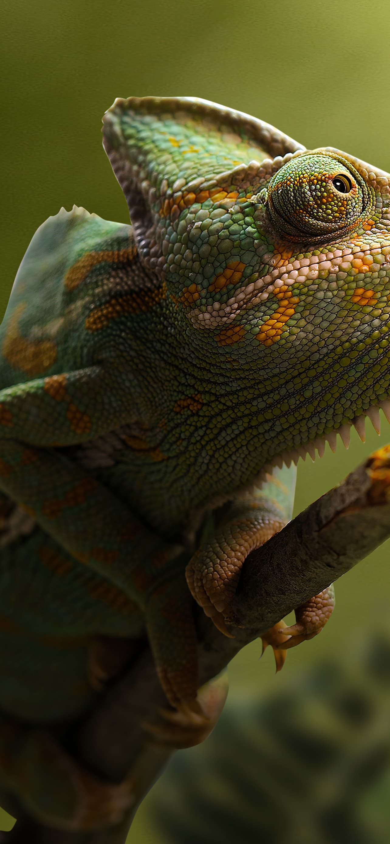 Chameleon Dragonfly Portrait Blurred Green Background x