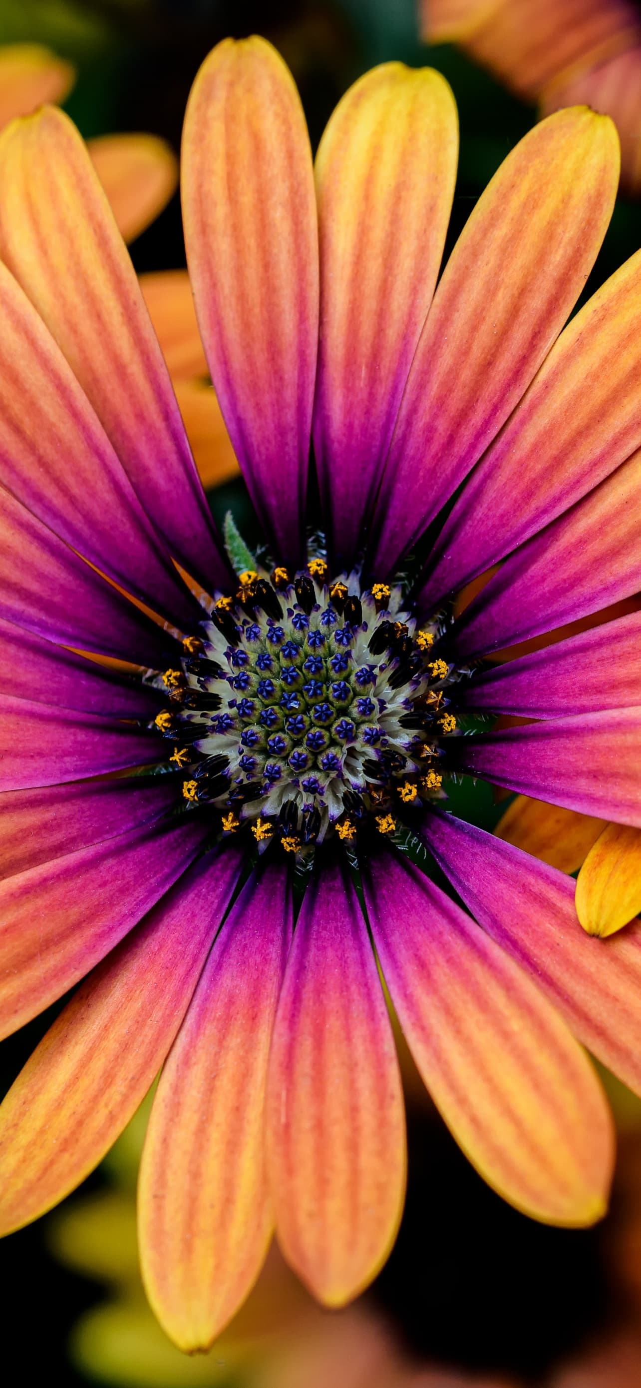 Daisy Flowers Colorful Flowers Yellow Pink Closeup Macro x - free HD phone wallpaper for iPhone and Android, 1284x2778