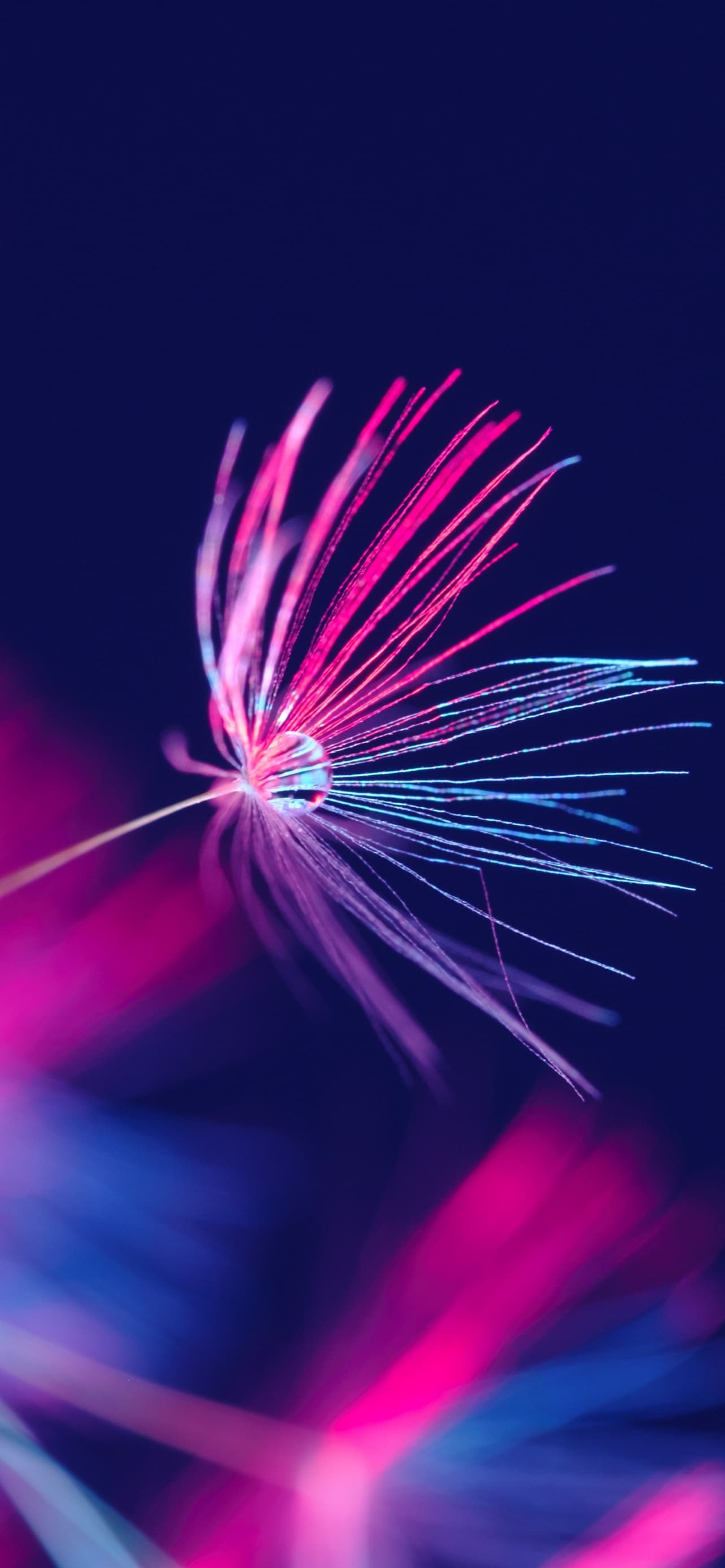 Dandelion Seeds Dandelion Flower Water Drop Blossom Purple x