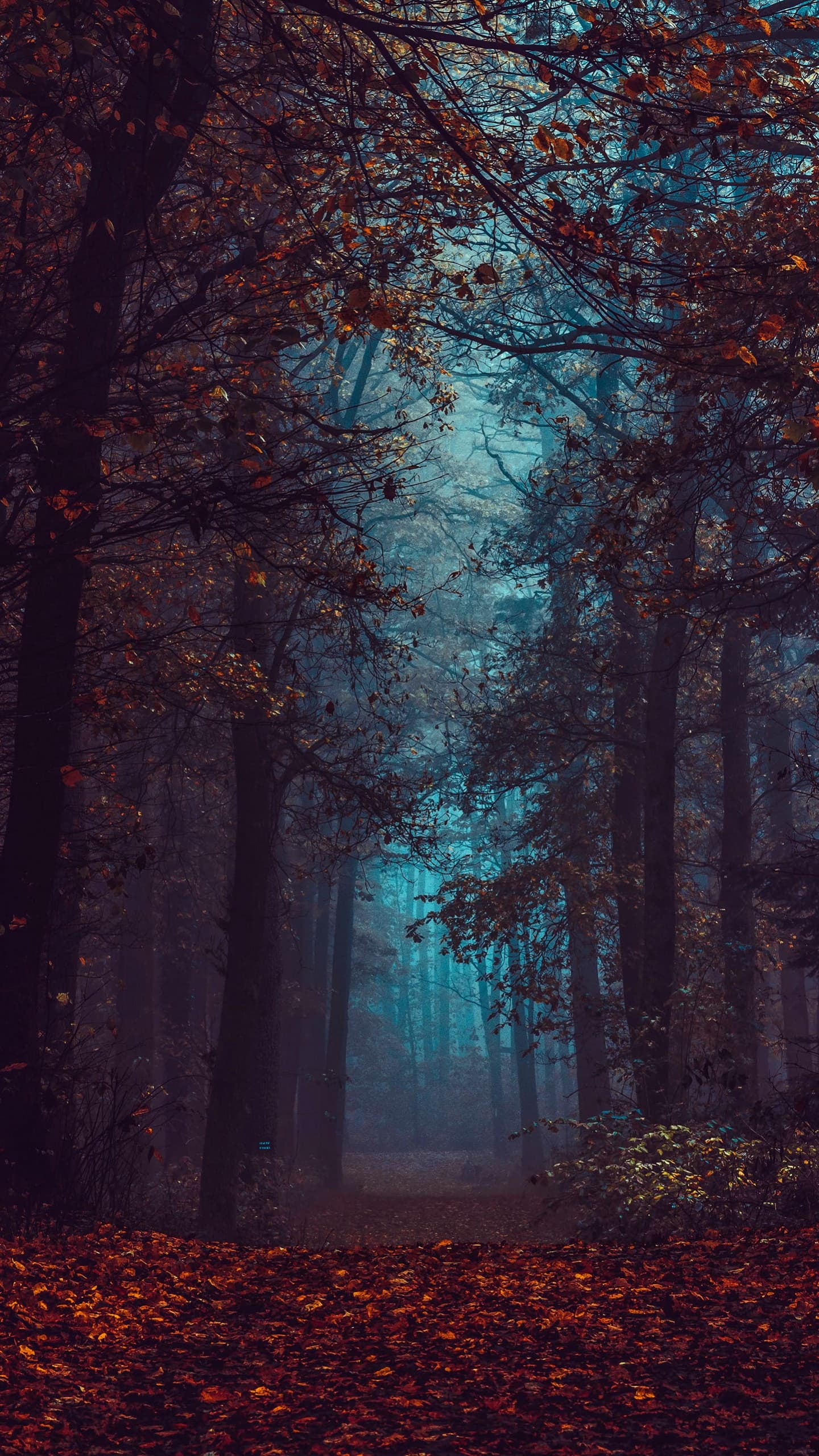Forest Fall Foliage Fog Morning Dark Path Autumn Forest x