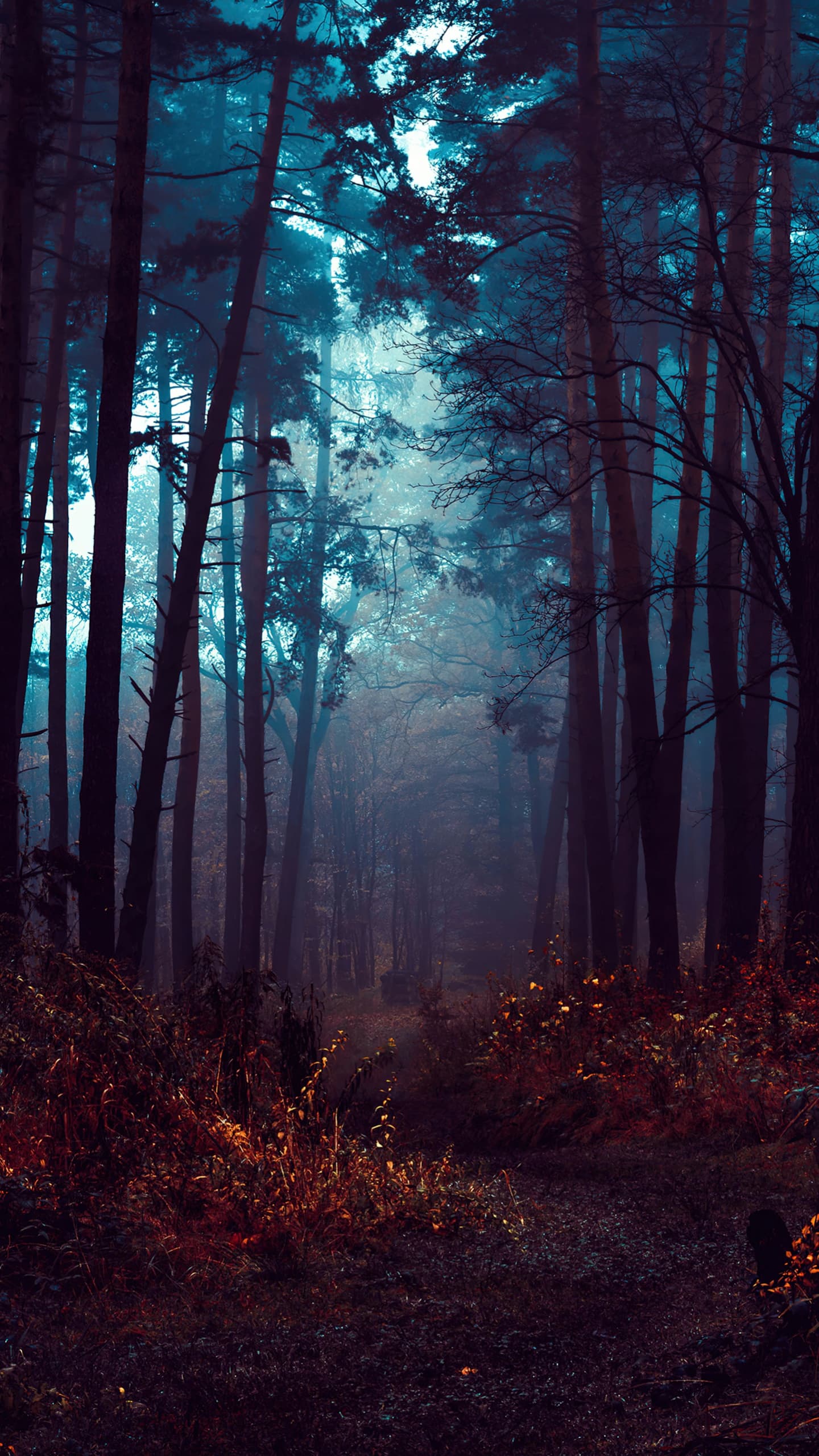 Forest Fog Morning Dark Path Autumn Forest Mist Landscape x