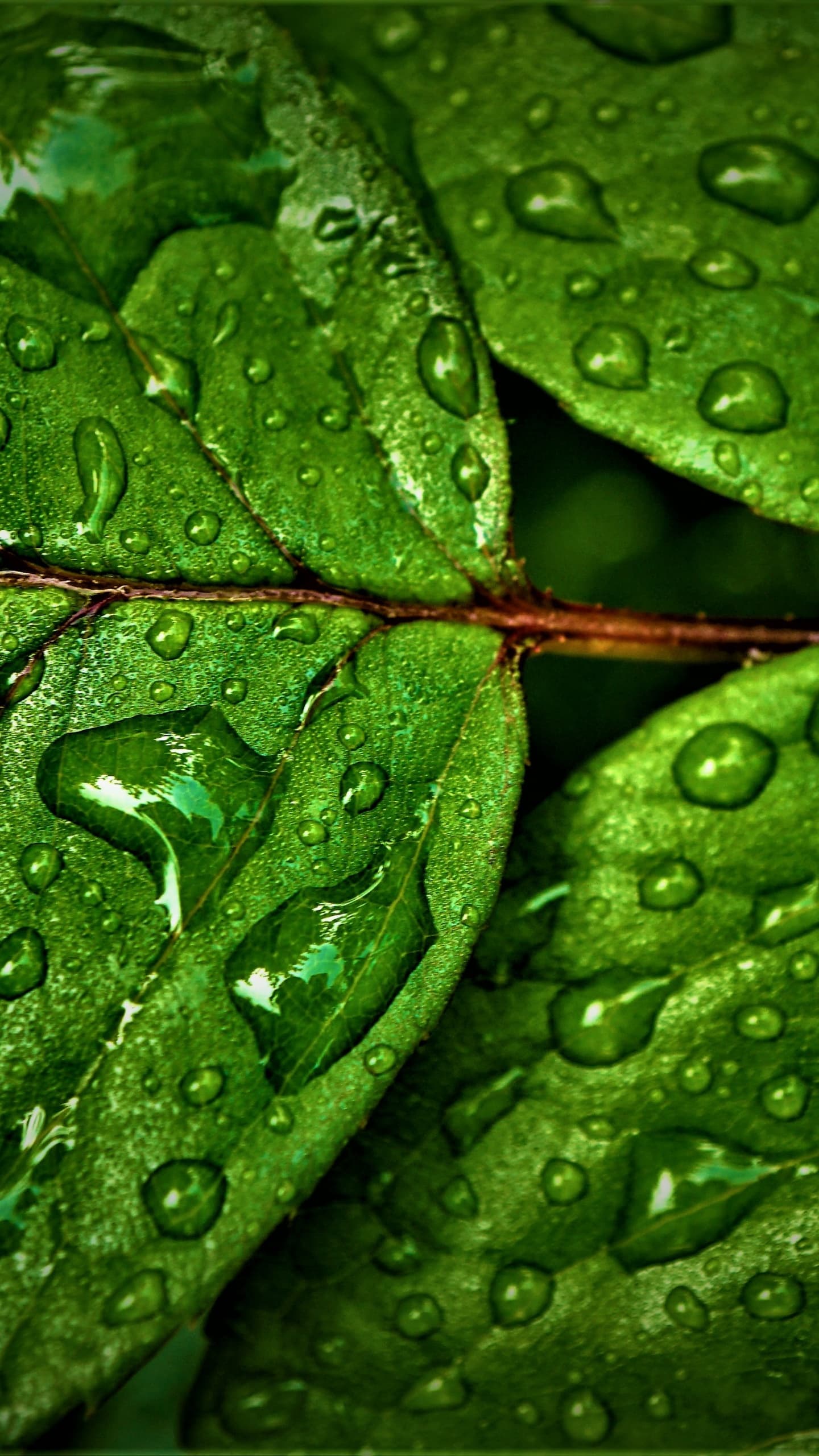 Green Leaves Wet Rain Drops Water Drops Closeup Macro x