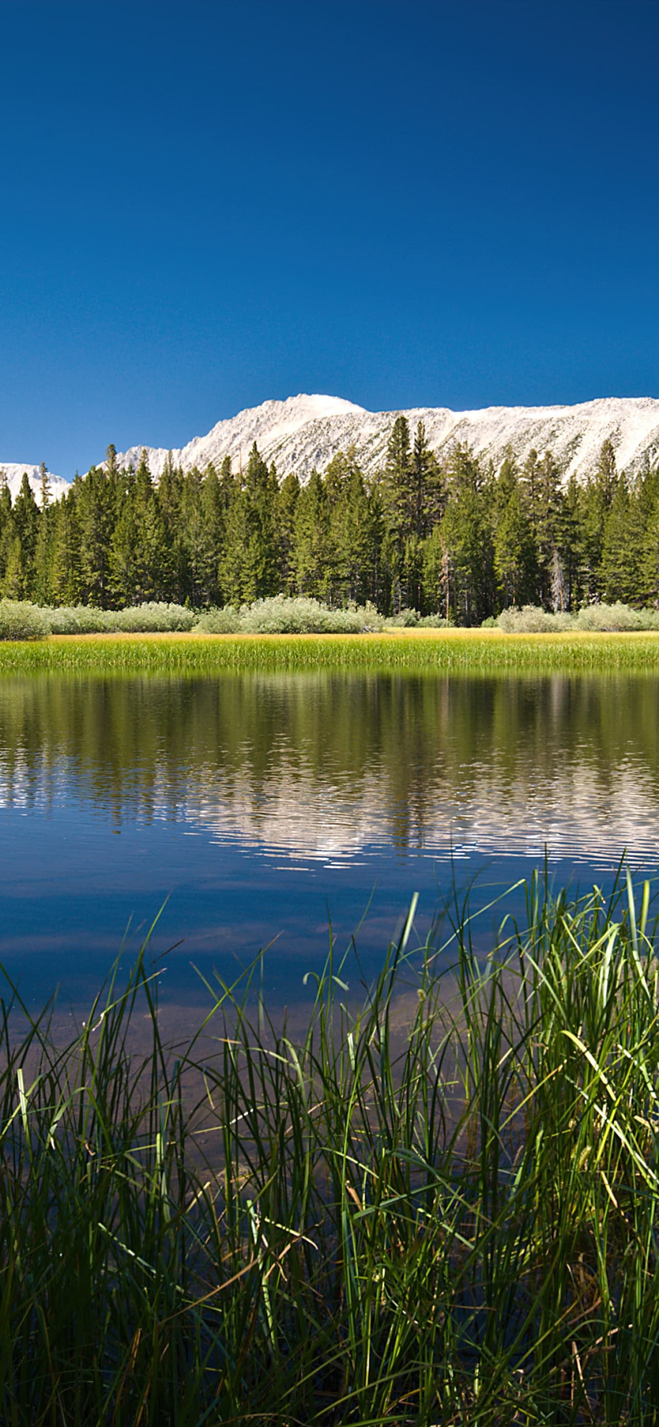Lake Mountains Forest Sunny Day Summer Reflections Body Of x - free HD phone wallpaper for iPhone and Android, 1284x2778