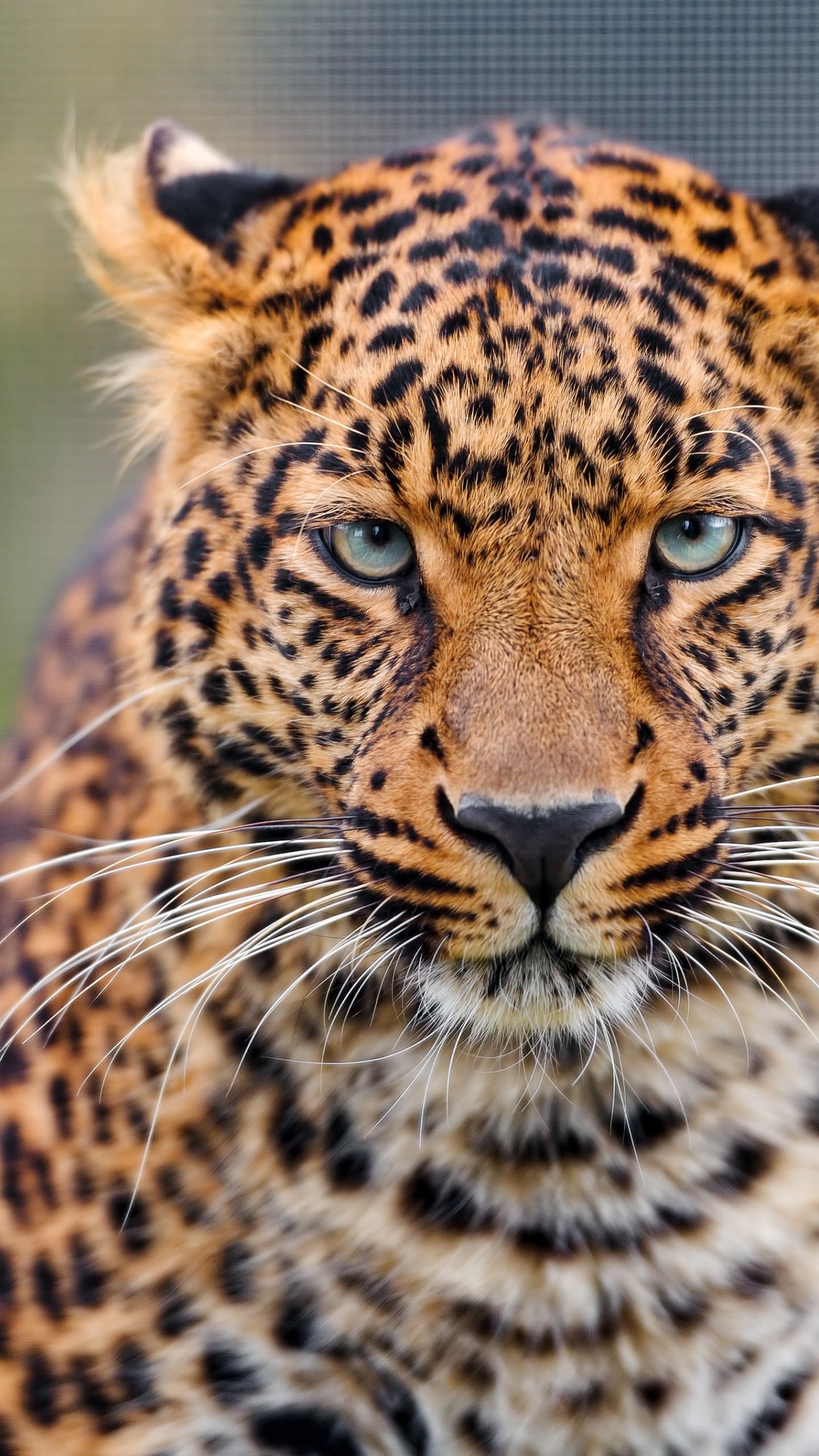 Leopard Zoo Wild Animal Closeup Face Big Cat Carnivore x