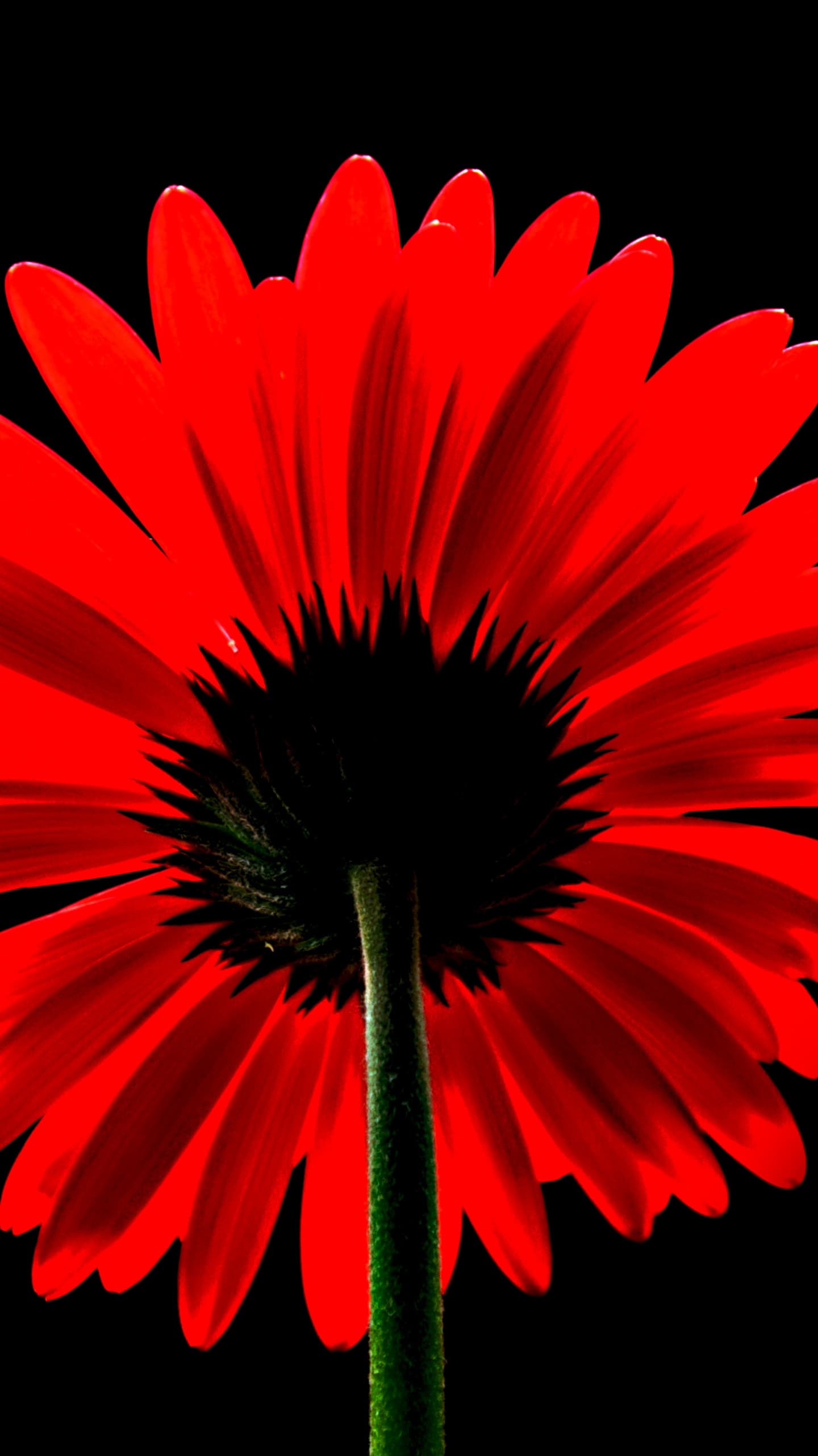Red Gerbera Daisy Red Flower Black Background Red Daisy 5k x