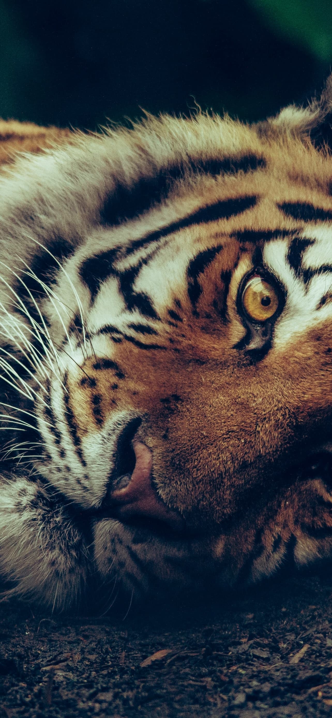 Siberian Tiger Starring Close Up Selective Focus Big Cat x