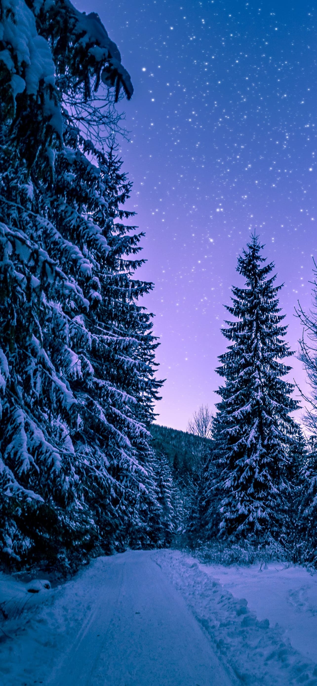 Snowy Trees Winter Forest Frozen Snow Covered Night Sky x - free HD phone wallpaper for iPhone and Android, 1284x2778
