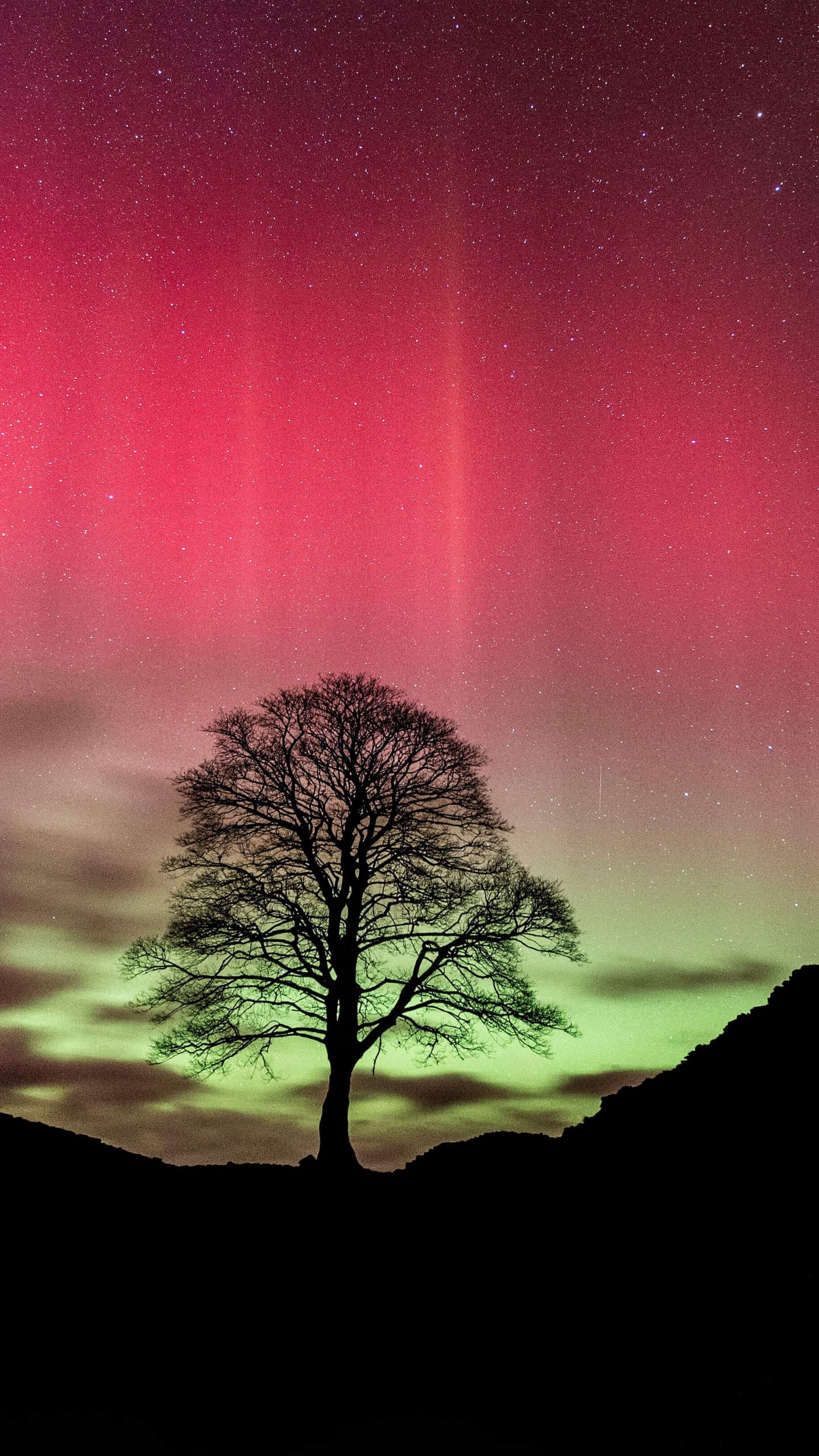 Sycamore Gap Tree Aurora Sky Northern Lights Silhouette x