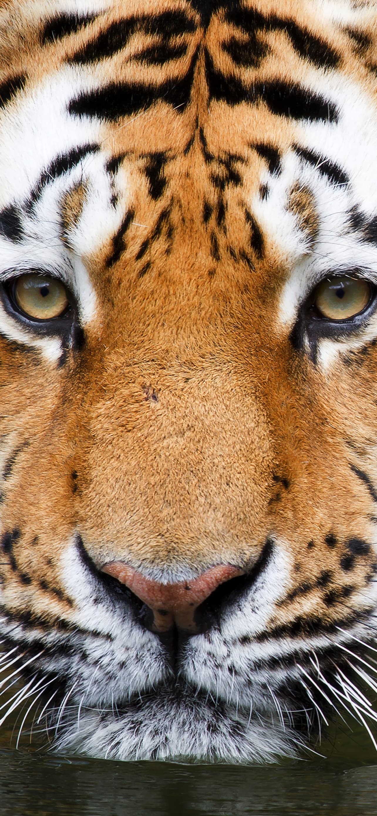 Tiger Zoo Wildlife Big Cat Closeup Wuppertal Germany x - free HD phone wallpaper for iPhone and Android, 1284x2778
