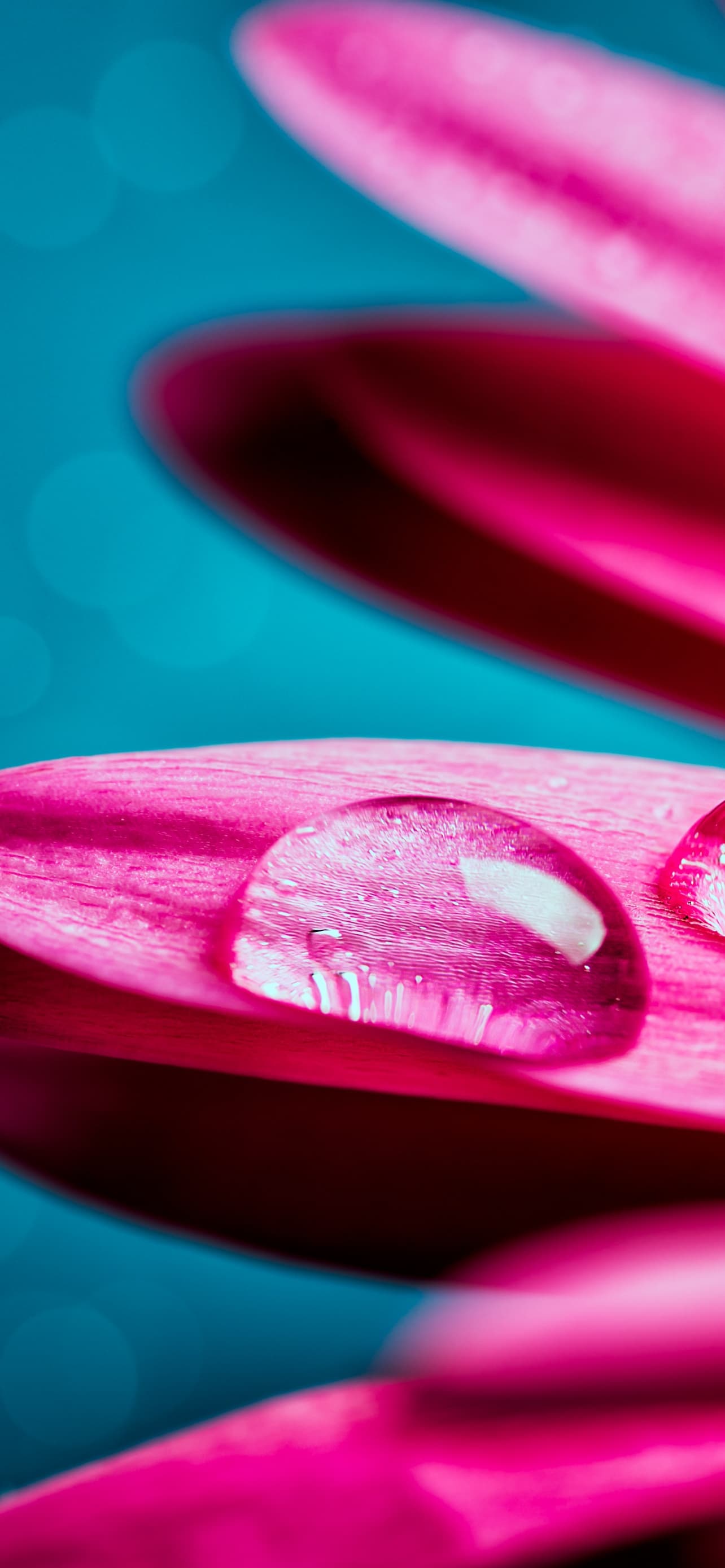 Water Droplets Gerbera Flower Petals Closeup Macro Pink x