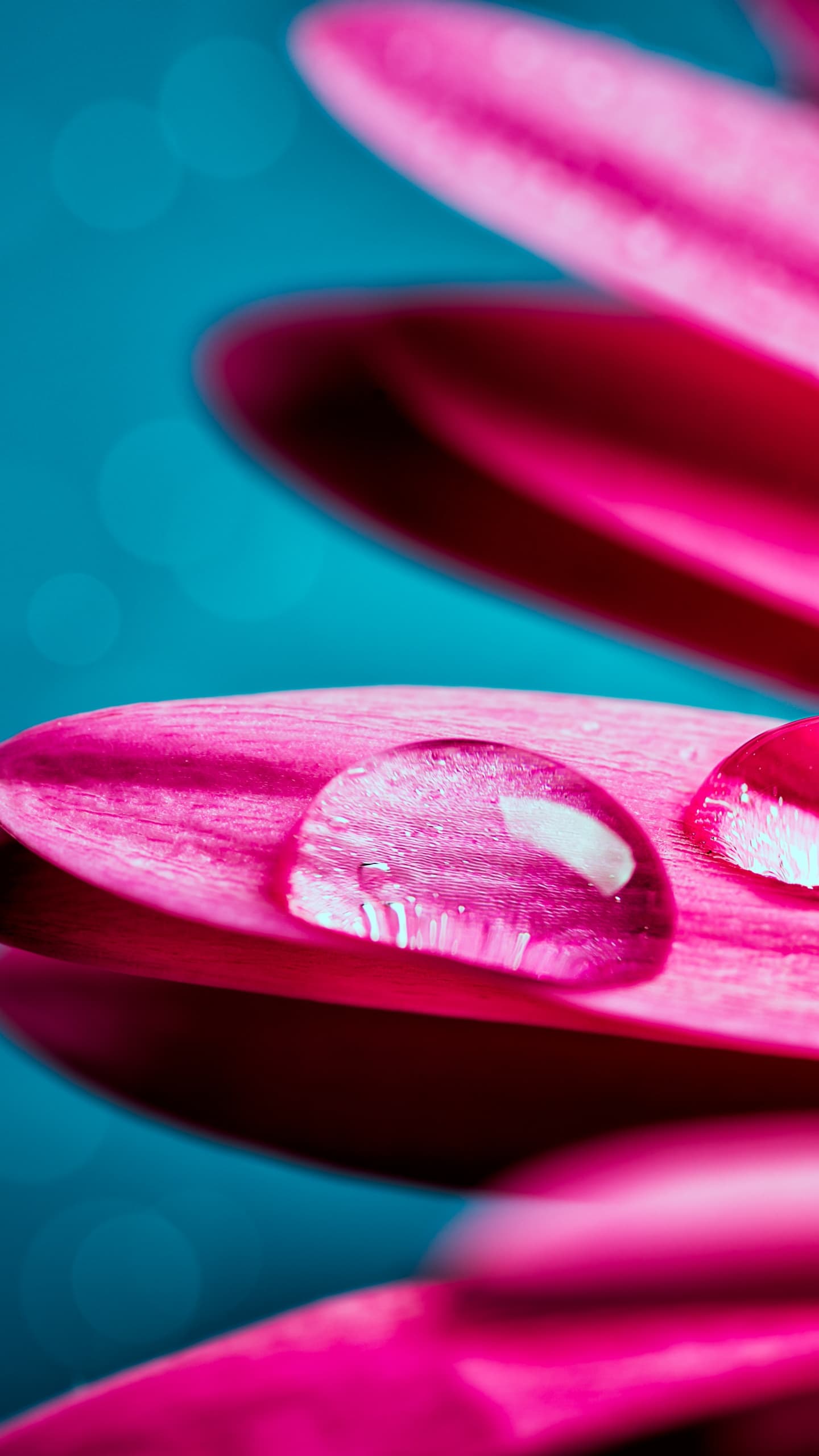 Water Droplets Gerbera Flower Petals Closeup Macro Pink x - free HD phone wallpaper for iPhone and Android, 1284x2778