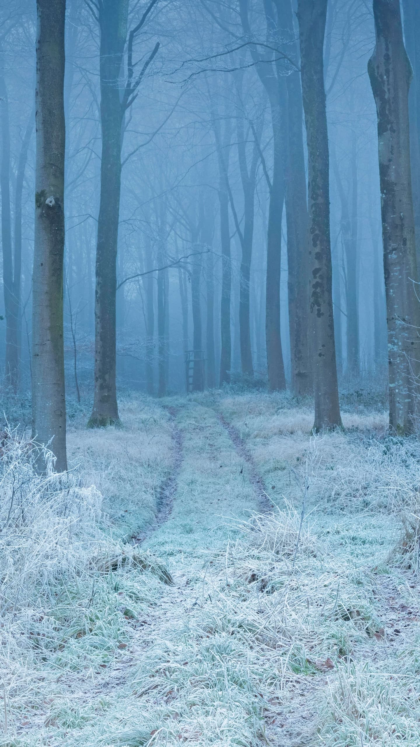 Winter Forest Frost Mist Path Trees Snow Covered 5k x