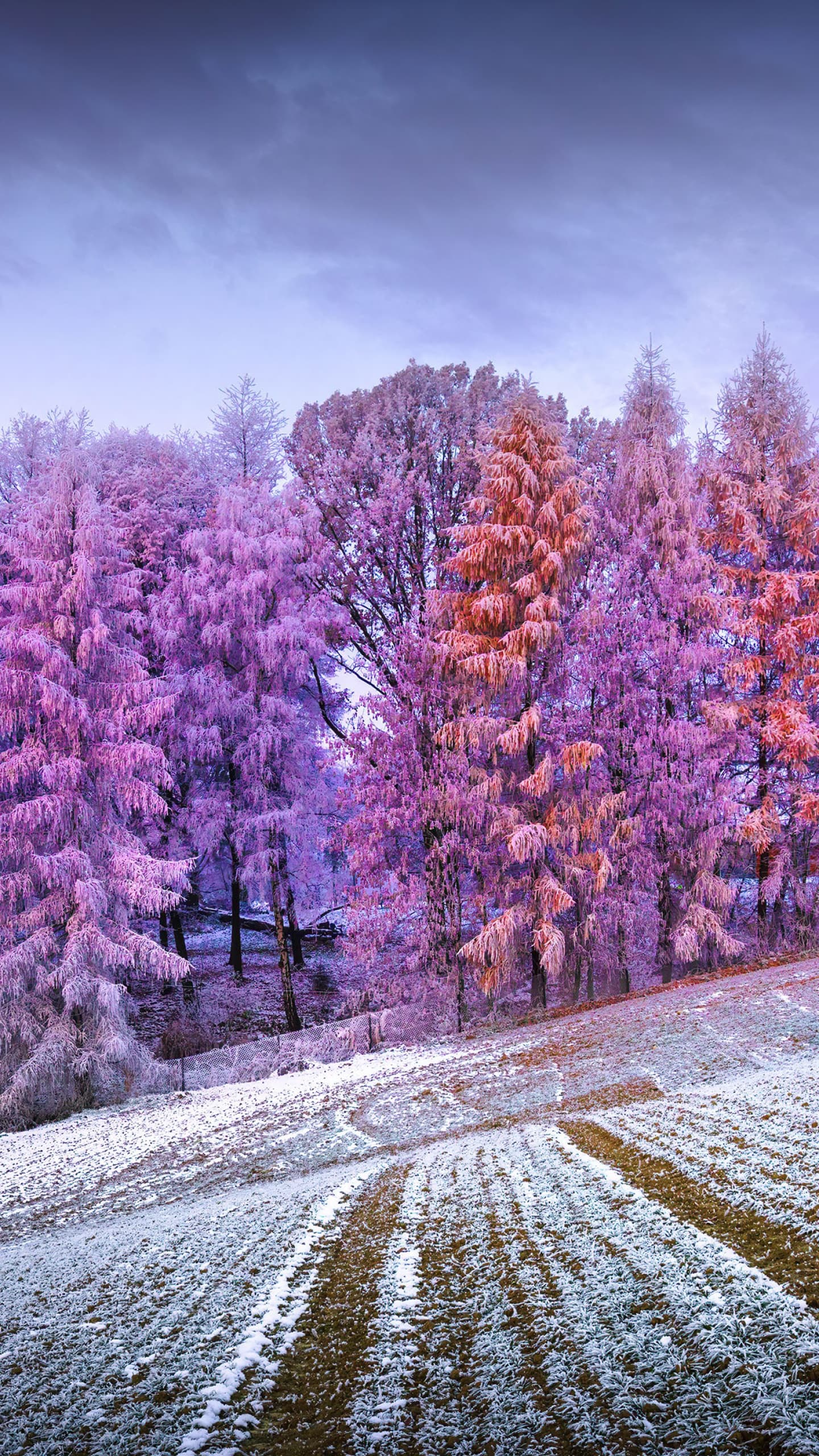 Winter Forest Landscape Frost Snow Covered Sunrise Morning x - free HD phone wallpaper for iPhone and Android, 1284x2778